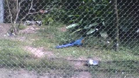 Linda arara azul comendo no parque, é uma ave muito bonita [Nature & Animals]