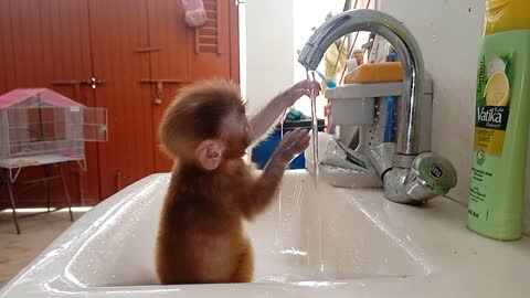 Monkey baby Try to catch the water