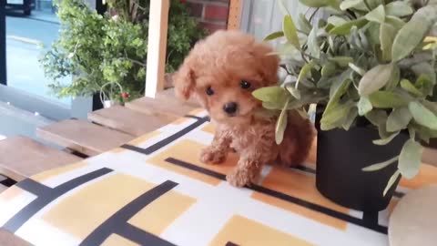 Cute puppy of all time teacup poodle Teacup puppy