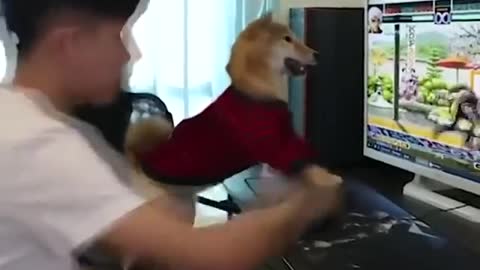 Don’t stop a smartest dog🐶 playing video games💥💥😎😯👌