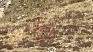 'Bigfoot' is spotted walking through the shrubs on rural Colorado mountain