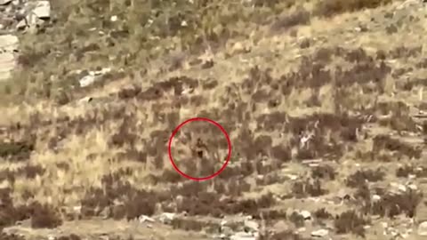 'Bigfoot' is spotted walking through the shrubs on rural Colorado mountain