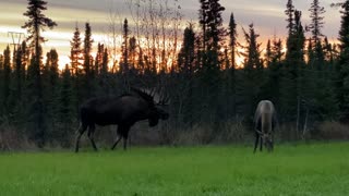 Bull Moose Trying to Attract Cow Moose