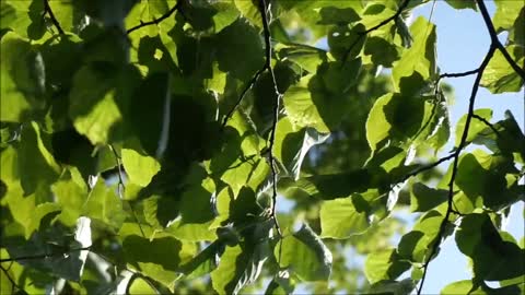 Wind sound tree noise relaxing sound