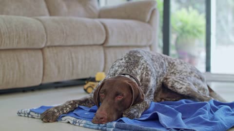 german pointer dog sitting inside a house