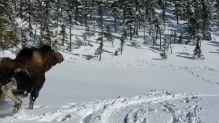 Rescuing a Moose Stuck in Deep Snow