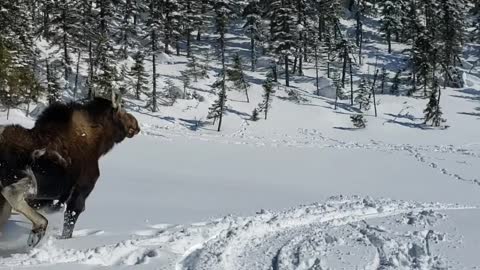 Rescuing a Moose Stuck in Deep Snow