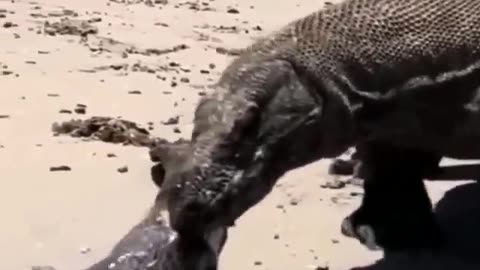 Electric eel vs Komodo dragon