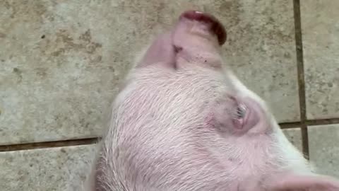 Deb the Pig Gets a Foot Massage