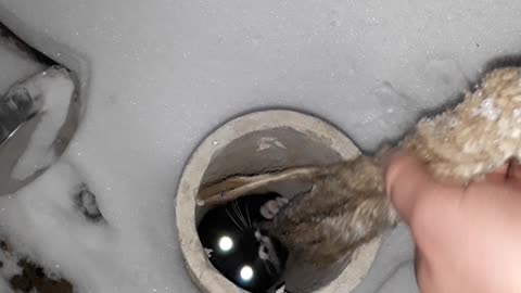 Cute Kitten Rescued from a Pipe