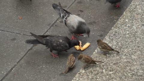 Americans Birds Sparrows and Pigeons pecking and eating bread on the street of New York City