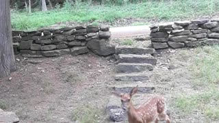 My Pet Wild Deer Brought Her Fawn By!