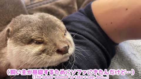 otter pampering its owner while resting on the couch