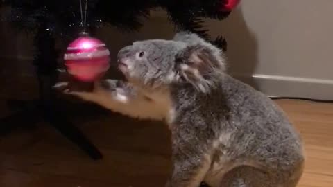 Koala is Curious About the Christmas Tree
