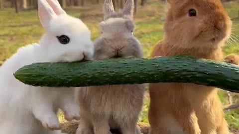 Cute Rabbits and Baby Dogs Eating Together" 🐰🐶