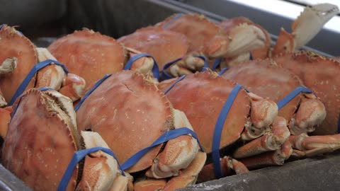 Crabs in Fisherman's Wharf restaurant, San Francisco, California,