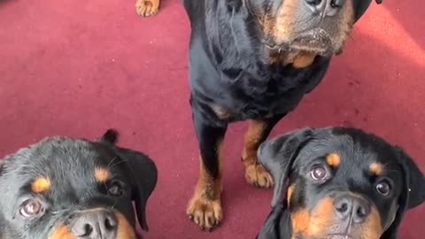 Puppy Takes Treats Less Gently Than Siblings