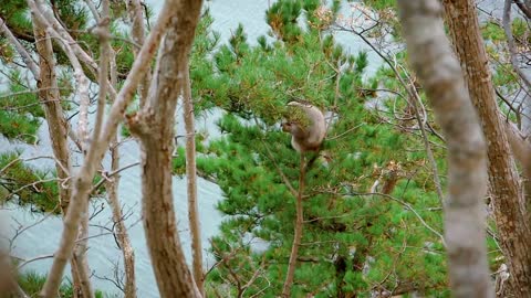 Elusive Snow Monkeys | Japan's Northern Wilderness | BBC Earth