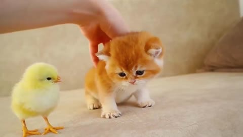 Very cute kitty playing with chicken 😘😻