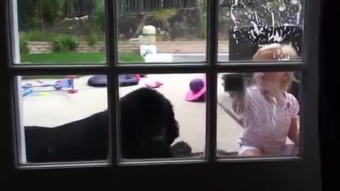 Toddler cleans up after slobbery Newfoundland puppy
