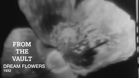 From the Vault: Dream Flowers. (Poppy Documentary from 1932)