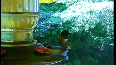 Hummingbird Eating