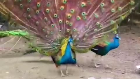 Peacock 🦚🦚🦚 dance with music