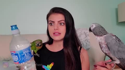 6 WAYS TO TEACH YOUR PARROT TO TALK!