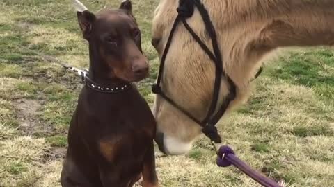 Doberman And Horse Share Very Special Friendship