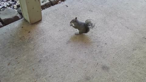 Doe and Squirrel Eat Lunch Together