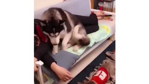 Hilarious Jealous Husky Dog | Cutest Video Ever