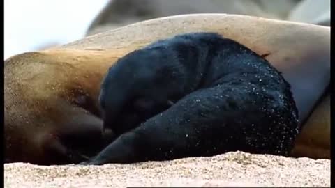 Cape Fur Seal Pups vs Black Back Jackalls | Dune | BBC Earth