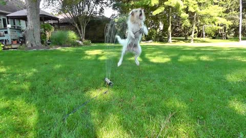 Cute Pup Loves To Play In The Srinkler!!