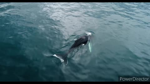 Whale humpback whale in water viralhog shark whale