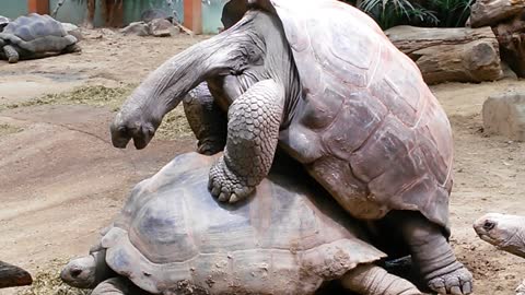 Aldabra Giant Tortoises Mating Loudly