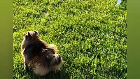 Dog running in slow-mo