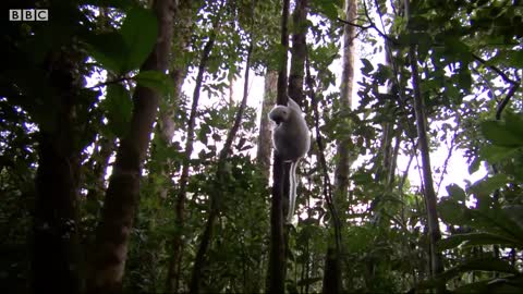 Incredibly Rare Lemurs Re-Released in the Wild | BBC Earth