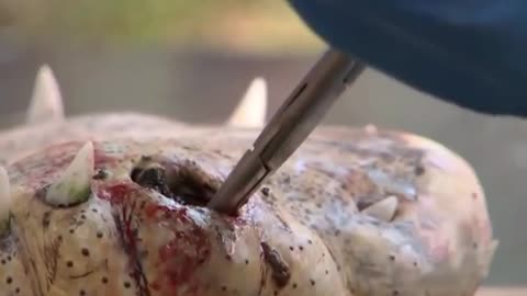 Vet Removes 3 TEETH That Got Trapped In Crocs Mouth