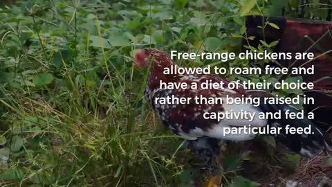Let's Know About Free Range Chickens