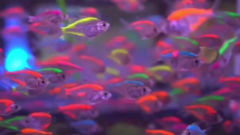 luminous fishs