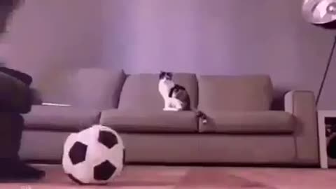 See how cats play football