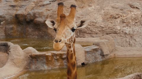 Giraffe is eating leaves over blue sky with white clouds