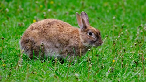 Close Up of a Brown Rabbit