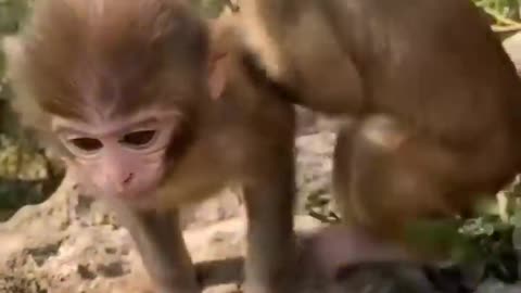 ___MUST SEE!!!___ Cute Baby Animals!!!