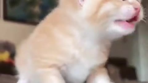 cute baby kitten video #1