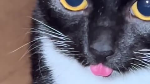 Hilarious Tuxedo Cat, Funny Cat