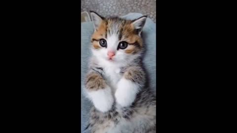 Cute Kitten Time