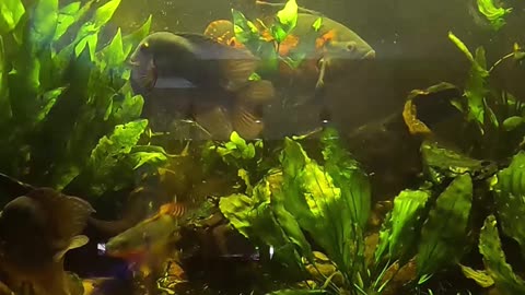 Why I Don't Hand Feed my Fish!