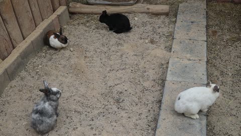Rabbits are gathered