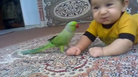 Cute Parrots & Cute Children Funny Mood